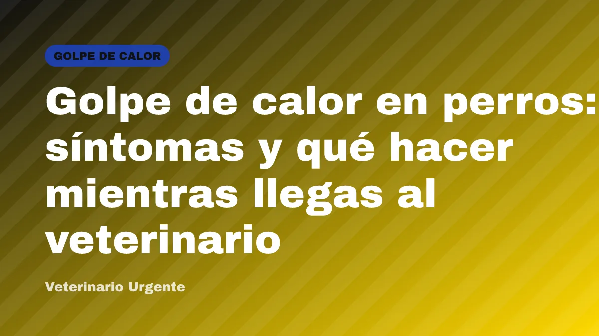 Golpe de calor en perros: síntomas y qué hacer mientras llegas al veterinario
