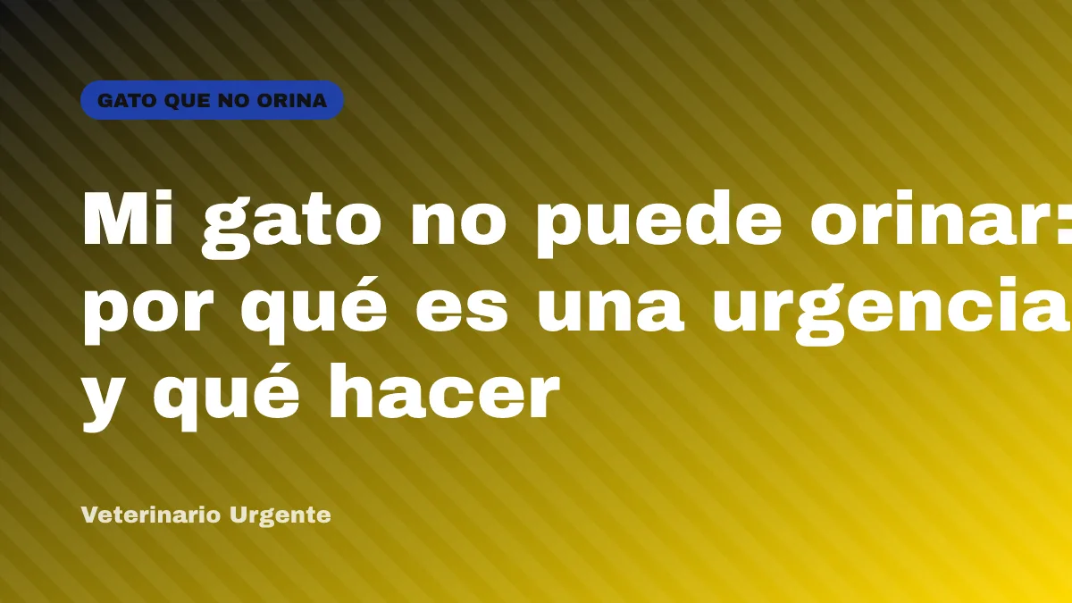 Mi gato no puede orinar: por qué es una urgencia y qué hacer